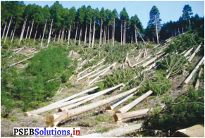 PSEB 5th Class EVS Solutions Chapter 9 Forests and Life 2