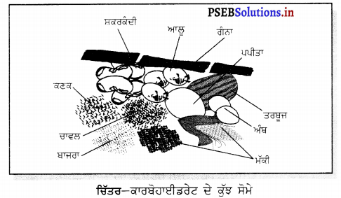 PSEB 6th Class Science Solutions Chapter 2 ਭੋਜਨ ਦੇ ਤੱਤ 2