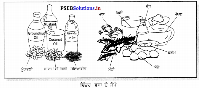 PSEB 6th Class Science Solutions Chapter 2 ਭੋਜਨ ਦੇ ਤੱਤ 3
