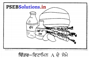PSEB 6th Class Science Solutions Chapter 2 ਭੋਜਨ ਦੇ ਤੱਤ 5
