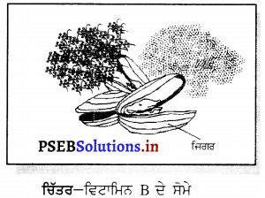 PSEB 6th Class Science Solutions Chapter 2 ਭੋਜਨ ਦੇ ਤੱਤ 6
