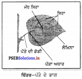 PSEB 6th Class Science Solutions Chapter 7 ਪੌਦਿਆਂ ਨੂੰ ਜਾਣੋ 1