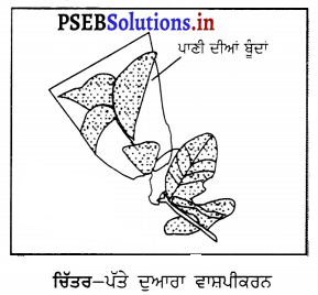 PSEB 6th Class Science Solutions Chapter 7 ਪੌਦਿਆਂ ਨੂੰ ਜਾਣੋ 11