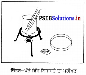 PSEB 6th Class Science Solutions Chapter 7 ਪੌਦਿਆਂ ਨੂੰ ਜਾਣੋ 12
