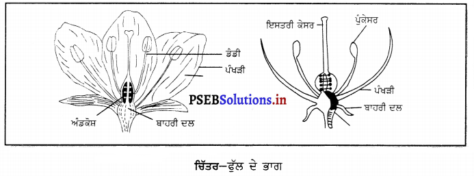 PSEB 6th Class Science Solutions Chapter 7 ਪੌਦਿਆਂ ਨੂੰ ਜਾਣੋ 13