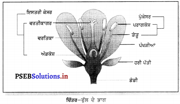 PSEB 6th Class Science Solutions Chapter 7 ਪੌਦਿਆਂ ਨੂੰ ਜਾਣੋ 2