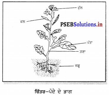 PSEB 6th Class Science Solutions Chapter 7 ਪੌਦਿਆਂ ਨੂੰ ਜਾਣੋ 3