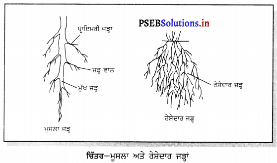 PSEB 6th Class Science Solutions Chapter 7 ਪੌਦਿਆਂ ਨੂੰ ਜਾਣੋ 4