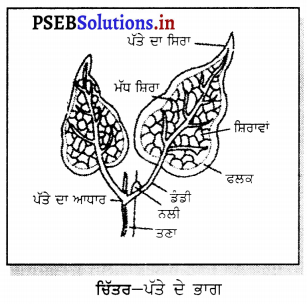 PSEB 6th Class Science Solutions Chapter 7 ਪੌਦਿਆਂ ਨੂੰ ਜਾਣੋ 5