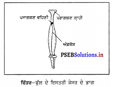 PSEB 6th Class Science Solutions Chapter 7 ਪੌਦਿਆਂ ਨੂੰ ਜਾਣੋ 6