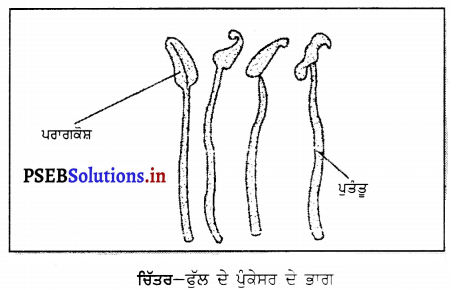 PSEB 6th Class Science Solutions Chapter 7 ਪੌਦਿਆਂ ਨੂੰ ਜਾਣੋ 7