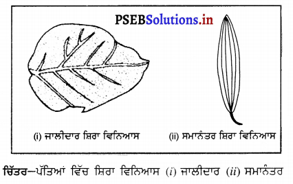 PSEB 6th Class Science Solutions Chapter 7 ਪੌਦਿਆਂ ਨੂੰ ਜਾਣੋ 8