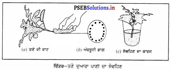 PSEB 6th Class Science Solutions Chapter 7 ਪੌਦਿਆਂ ਨੂੰ ਜਾਣੋ 9
