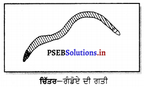 PSEB 6th Class Science Solutions Chapter 8 ਸਰੀਰ ਵਿੱਚ ਗਤੀ 10