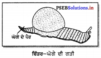 PSEB 6th Class Science Solutions Chapter 8 ਸਰੀਰ ਵਿੱਚ ਗਤੀ 11