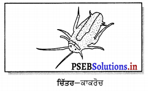 PSEB 6th Class Science Solutions Chapter 8 ਸਰੀਰ ਵਿੱਚ ਗਤੀ 14
