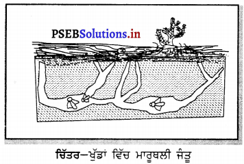 PSEB 6th Class Science Solutions Chapter 9 ਸਜੀਵ ਅਤੇ ਉਹਨਾਂ ਦਾ ਚੌਗਿਰਦਾ 2