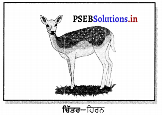 PSEB 6th Class Science Solutions Chapter 9 ਸਜੀਵ ਅਤੇ ਉਹਨਾਂ ਦਾ ਚੌਗਿਰਦਾ 7