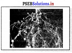 PSEB 7th Class Science Solutions Chapter 1 ਪੌਦਿਆਂ ਵਿੱਚ ਪੋਸ਼ਣ – PSEB ...