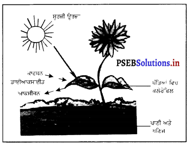 PSEB 7th Class Science Solutions Chapter 1 ਪੌਦਿਆਂ ਵਿੱਚ ਪੋਸ਼ਣ 1