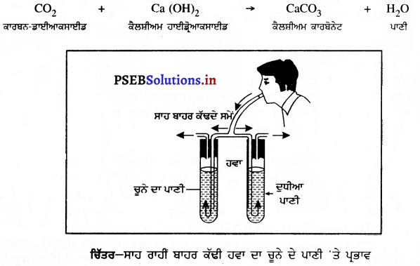 PSEB 7th Class Science Solutions Chapter 10 ਸਜੀਵਾਂ ਵਿੱਚ ਸਾਹ ਕਿਰਿਆ 3