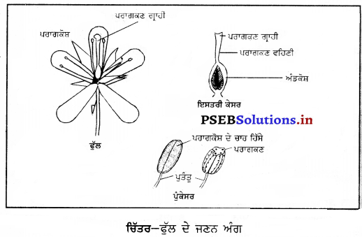 PSEB 7th Class Science Solutions Chapter 12 ਪੌਦਿਆਂ ਵਿੱਚ ਪ੍ਰਜਣਨ 11