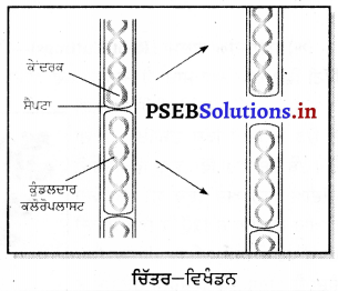 PSEB 7th Class Science Solutions Chapter 12 ਪੌਦਿਆਂ ਵਿੱਚ ਪ੍ਰਜਣਨ 3