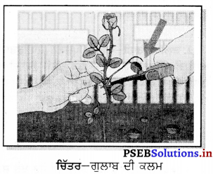 PSEB 7th Class Science Solutions Chapter 12 ਪੌਦਿਆਂ ਵਿੱਚ ਪ੍ਰਜਣਨ 5