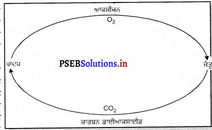 PSEB 7th Class Science Solutions Chapter 17 ਜੰਗਲ ਸਾਡੀ ਜੀਵਨ ਰੇਖਾ 1