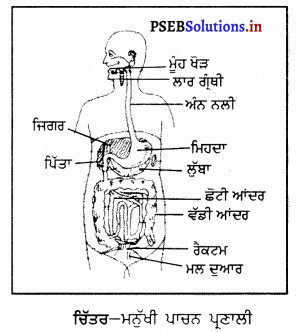 PSEB 7th Class Science Solutions Chapter 2 ਜੰਤੂਆਂ ਵਿੱਚ ਪੋਸ਼ਣ – PSEB ...