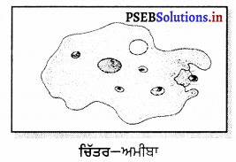 PSEB 7th Class Science Solutions Chapter 2 ਜੰਤੂਆਂ ਵਿੱਚ ਪੋਸ਼ਣ 1