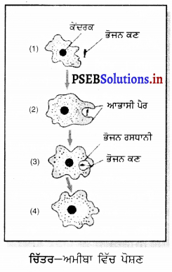 PSEB 7th Class Science Solutions Chapter 2 ਜੰਤੂਆਂ ਵਿੱਚ ਪੋਸ਼ਣ 3