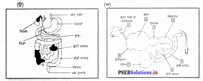 PSEB 7th Class Science Solutions Chapter 2 ਜੰਤੂਆਂ ਵਿੱਚ ਪੋਸ਼ਣ 5