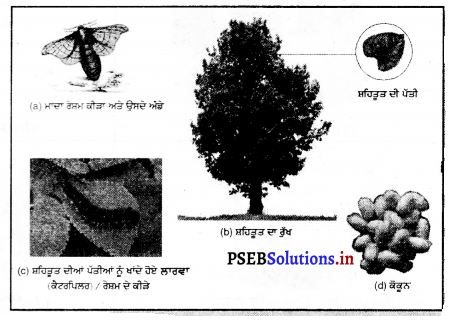 PSEB 7th Class Science Solutions Chapter 3 ਰੇਸ਼ਿਆਂ ਤੋਂ ਕੱਪੜਿਆਂ ਤੱਕ 2