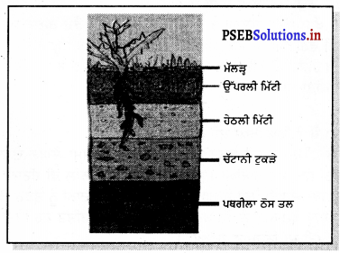 PSEB 7th Class Science Solutions Chapter 9 ਮਿੱਟੀ 1
