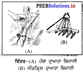 PSEB 8th Class Science Solutions Chapter 1 ਫ਼ਸਲ ਉਤਪਾਦਨ ਅਤੇ ਪ੍ਰਬੰਧਨ 10