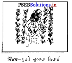 PSEB 8th Class Science Solutions Chapter 1 ਫ਼ਸਲ ਉਤਪਾਦਨ ਅਤੇ ਪ੍ਰਬੰਧਨ 12