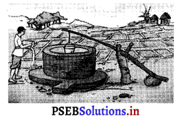 PSEB 8th Class Science Solutions Chapter 1 ਫ਼ਸਲ ਉਤਪਾਦਨ ਅਤੇ ਪ੍ਰਬੰਧਨ 7