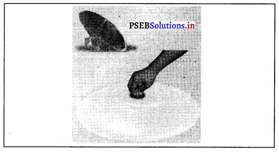 PSEB 8th Class Science Solutions Chapter 11 ਬਲ ਅਤੇ ਦਾਬ 6