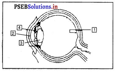 PSEB 8th Class Science Solutions Chapter 16 ਪ੍ਰਕਾਸ਼ 13