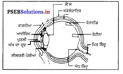 PSEB 8th Class Science Solutions Chapter 16 ਪ੍ਰਕਾਸ਼ 3