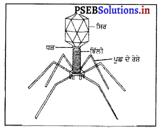 PSEB 8th Class Science Solutions Chapter 2 ਸੂਖ਼ਮਜੀਵ-ਮਿੱਤਰ ਅਤੇ ਦੁਸ਼ਮਣ 2