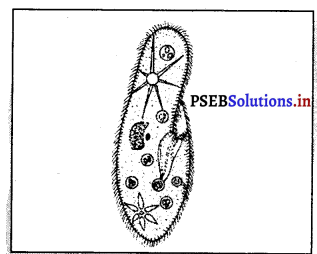 PSEB 8th Class Science Solutions Chapter 2 ਸੂਖ਼ਮਜੀਵ-ਮਿੱਤਰ ਅਤੇ ਦੁਸ਼ਮਣ 3