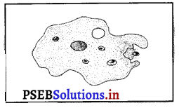 PSEB 8th Class Science Solutions Chapter 2 ਸੂਖ਼ਮਜੀਵ-ਮਿੱਤਰ ਅਤੇ ਦੁਸ਼ਮਣ 4