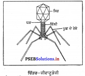 PSEB 8th Class Science Solutions Chapter 2 ਸੂਖ਼ਮਜੀਵ-ਮਿੱਤਰ ਅਤੇ ਦੁਸ਼ਮਣ 7