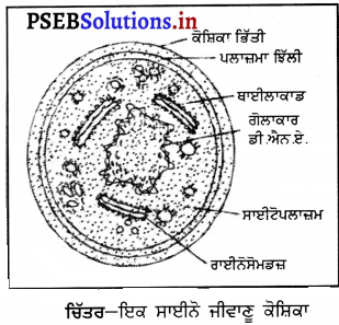 PSEB 8th Class Science Solutions Chapter 2 ਸੂਖ਼ਮਜੀਵ-ਮਿੱਤਰ ਅਤੇ ਦੁਸ਼ਮਣ 8