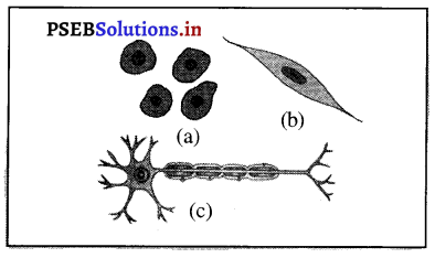 PSEB 8th Class Science Solutions Chapter 8 ਸੈੱਲ-ਬਣਤਰ ਅਤੇ ਕਾਰਜ – PSEB ...