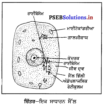 PSEB 8th Class Science Solutions Chapter 8 ਸੈੱਲ-ਬਣਤਰ ਅਤੇ ਕਾਰਜ 13