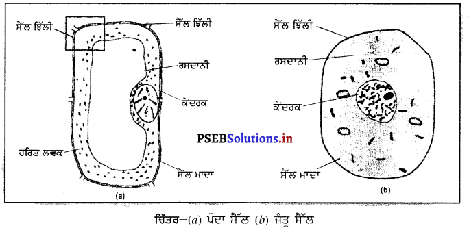 PSEB 8th Class Science Solutions Chapter 8 ਸੈੱਲ-ਬਣਤਰ ਅਤੇ ਕਾਰਜ 3