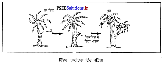 PSEB 8th Class Science Solutions Chapter 9 ਜੰਤੂਆਂ ਵਿੱਚ ਪ੍ਰਜਣਨ 3